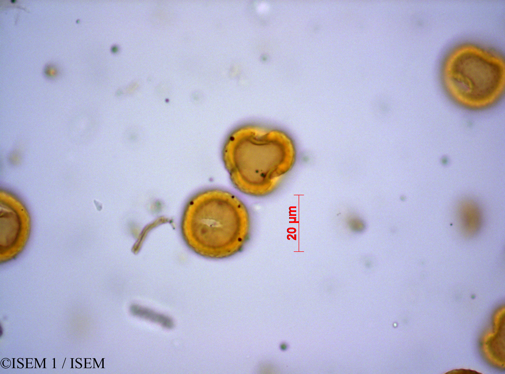 ISEM 1/Stoebe_kilimandscharica_21687/Stoebe_kilimandscharica_21687_0001(copy).jpg